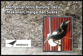 Maybe you would like to learn more about one of these? Mengenal Jenis Burung Decu Makanan Dan Harganya