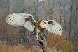 Birds Native To Virginia Beach A Barn Owl Perched On Its Handler S Gloved Hand One Of The Rehabilitated Birds From The Raptor Conservancy Of Virginia A Non Prof Barn Owl Owl Birds Of Prey