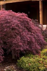 Buy Ukigumo Floating Cloud Japanese Maple Free Shipping 5 Gallon Size Trees For Sale Online From Wilson Bros Gardens