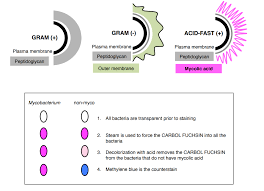The most important reasons to make your own paints and stains are to avoid biocides, minimize your exposure to vocs, and ensure the use of natural dyes and pigments. Lab 4 Acid Fast Spores And Capsule Stains Biology Libretexts