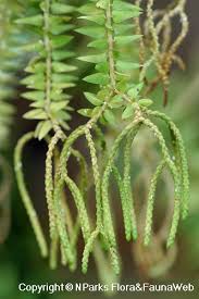 Image result for Huperzia phlegmaria