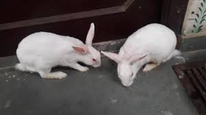We nurture this gift by providing all our pet shop parents with quality pet care. Rabbit Pair For Sale In Jaipur Pet Shop In Jaipur Facebook