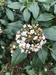Maybe you would like to learn more about one of these? Please Help Me Identify This From My London Garden Large Shrub Fragrant Clusters Of White Flowers Now Evergreen Waxy Leaves Gets Decimated By Foul Smelling Caterpillars Each Year So I D Like To
