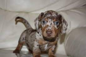 Stunning Miniature Dachshund Puppies Ready In Cape Town Dogs Puppies Dog Breeders Gallery 89642