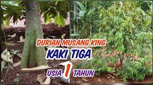 Supaya bagian bawah dari lubang penanaman durian musang king bisa menjadi gembur dan nantinya mempermudah akar tanaman untuk tumbuh maka masukan kembali tanah yang telah digali kedalam lubang tersebut. Durian Musangking Usia Satu Tahun Tanam Youtube