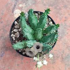 Image result for Huernia kirkii