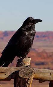 Interesting animal facts for kids. Fun Bird Facts For Kids Interesting Information About Birds