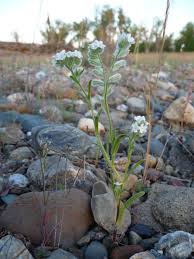 Image result for Scythris crypta