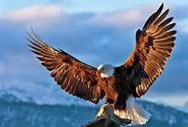 Eagle Pictures Free Download Eagle Flying Eagle Images Birds Eagle Wallpaper Bald Eagle Eagle Pictures