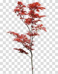 Tree Erable Japonais Maple Tree Transparent Background Png Clipart Tree Photoshop Architectural Plants Blue Background Images