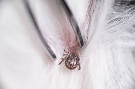 Image result for Tick Paralysis
