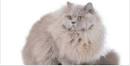 British Shorthair Kittens for Sale - Felines4us