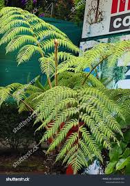 Image result for Cycnium recurvum