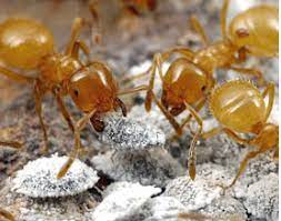 If faced with a swarm, vacuuming up the flying insects is the safest and quickest method for removal. The Little Known Citronella Ant Pest Cemetery