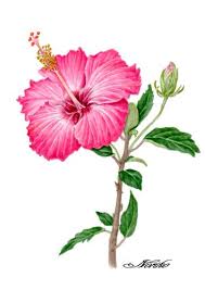 A beautiful flower always makes us smile. Realistic Hibiscus Flower Pencil Drawing Novocom Top