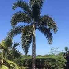 Image result for Wodyetia