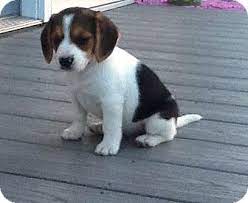 We did not find results for: Kalamazoo Mi Beagle Meet Giggles A Pet For Adoption