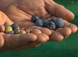 Difference Entre Les Olives Vertes Et Noires