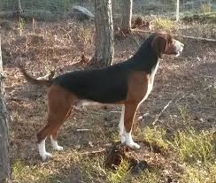 Barmarksjakt och +4 i februari. Karika Kennel Photos Facebook