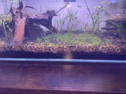 Image result for Eleocharis variegata