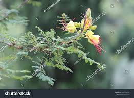 Image result for Erythrostemon gilliesii