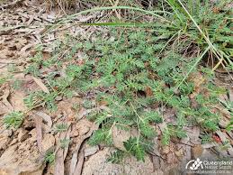 Image result for Indigofera bainesii