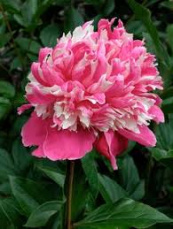 Hope you enjoy this page of verbs that start with pl and the rest of this verb list site as well. 56 Flowers That Start With P Ideas Flowers Planting Flowers Beautiful Flowers