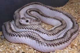 Black And White Corn Snake Morph White Sided Black Rat The Source Black Rat Rat Snake Corn Snake