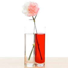 Color Changing Carnations Experiments Steve Spangler Science Easy Science Fair Projects Science Fair Projects Science Fair