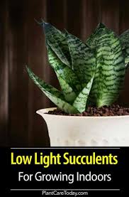 30 Best Low Light Succulents For Growing Indoors Low Light Succulents Succulents Outdoor Plants