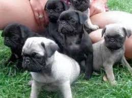 Though dna testing has become more readily available, it is still met with much skepticism on its accuracy. Find Pug For Sale Ksl Com