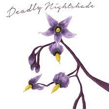 Deadly plants poisonous plants vintage botanical prints botanical art caricatures belladonna flower nightshade flower plant drawing drawing flowers. Pinetree Garden Seeds Flower Bouquet Drawing Nightshade Flower Flower Aesthetic