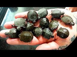 Baby Painted Turtles That Are 1 Day Old