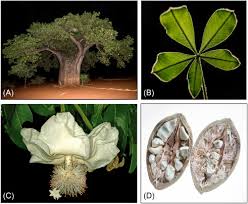 Image result for Eriocephalus ambiguus