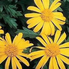 Image result for Euryops chrysanthemoides