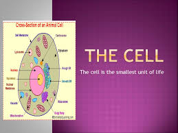 The smallest unit of life. The Cell Is The Smallest Unit Of Life Our Bodies Are Made Up Of Many Cells They Are Found In Everything That Is A Living Thing Can You Tell Me Some