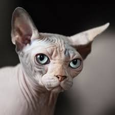 How much do vets cost? Hairless Cats Facts About Special Cats With Special Needs Catster