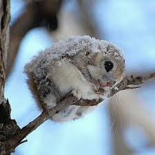 Very Cold Japanese Dwarf Flying Squirrel Cute Animals Cute Baby Animals