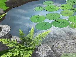 How to maintain your pond, to prevent the forming of algae. 3 Ways To Get Rid Of Algae In Ponds Wikihow