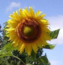 Favorit gue early russian sama chocolate cerry. Jual Bibit Benih Rare Seeds Early Russian Sunflower Bunga Matahari Early Russian Import Beauty Plant Tall Good For Garden Best Growing For Children Di Lapak Clara Garden Bukalapak