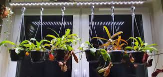 Our summer dresses are sure make you look great no matter how you style it. New Nepenthes Growing Setup Album On Imgur