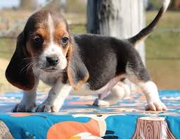 Find the perfect basset hound puppies from all over the world! Basset Hound Puppies For Sale