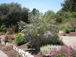Image result for Psoralea glabra