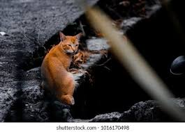 Welcome to miaw miaw cat lovers site. Miaw Miaw Cat Street Stock Photo Edit Now 1016170498