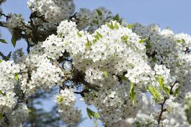 Cleveland flowering pear tree for sale near me. Cleveland Flowering Pear Earliest White Blossoms Of Spring 2 Years Online Orchards