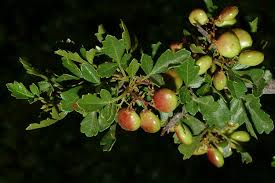 Image result for Searsia longipes