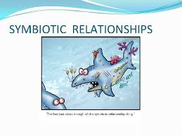 The saguaro cactus, cereus giganteus or carnegiea gigantean, meaning gigantic candle, is found i have lived around saguaro cactuses all my life in tucson, arizona, and have seen this cactus in all because of its size, i suspected that it was a hawk's nest. Competition Predation And Symbiosis Bellringer Name A Biotic