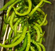 Image result for Capsicum frutescens