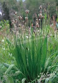 Image result for Plantago