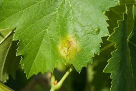 Image result for peronospora grapevine